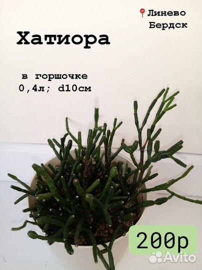 Суккуленты