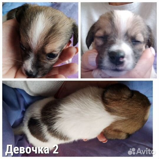 Джек Рассел терьер