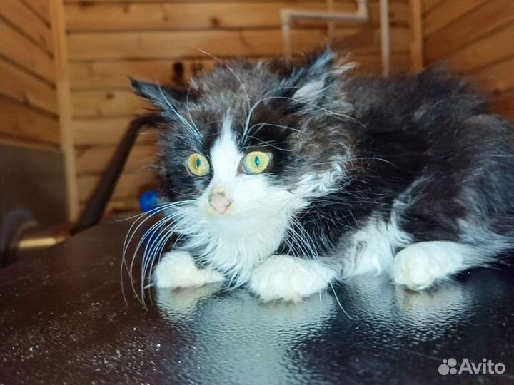 Котёнок в добрые руки