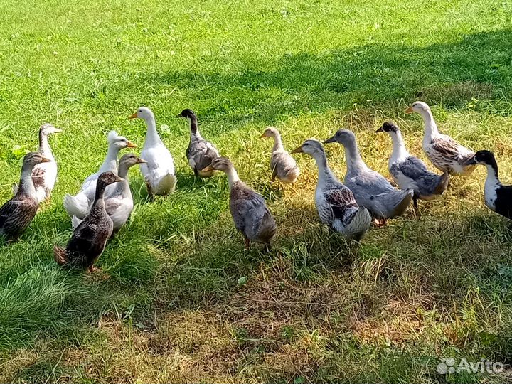 Утки и селезни