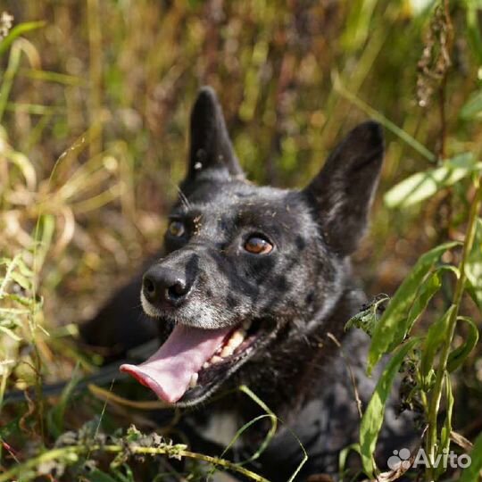 Миниатюрные собаки