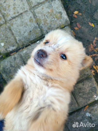 Отдам щенка в добрые руки