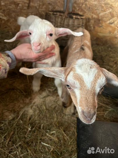 Козлята