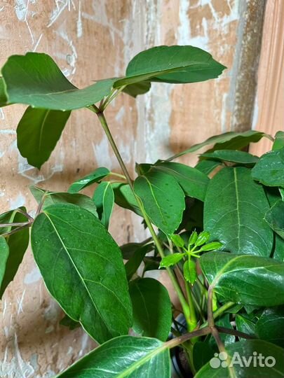 Комнатные растения Шеффлера Актинофилла Напольное