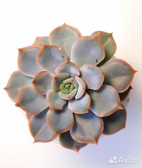 Суккуленты