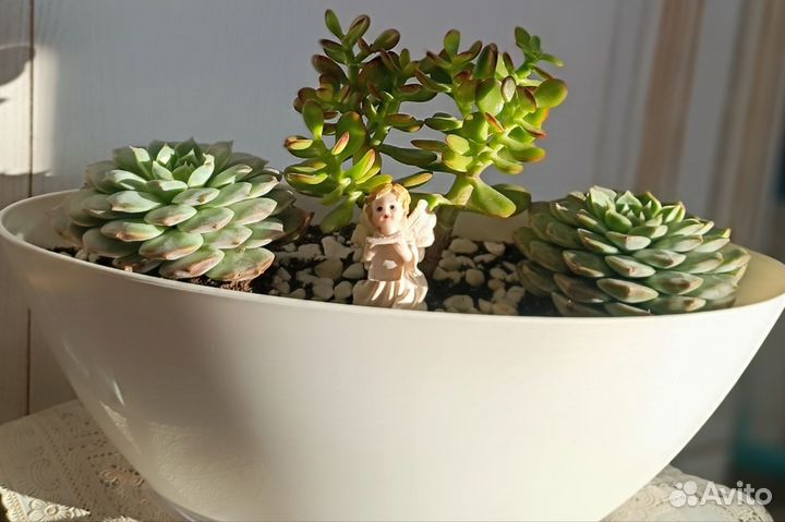 Флорариум суккуленты, подарок