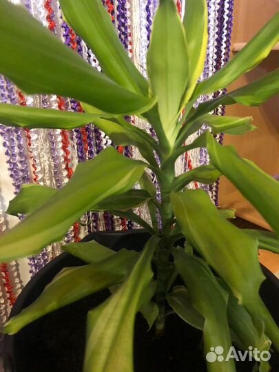 Пальма драцена