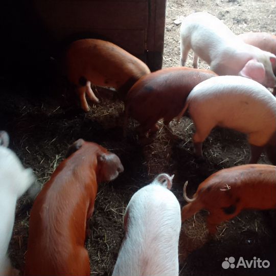 Поросята ландрас