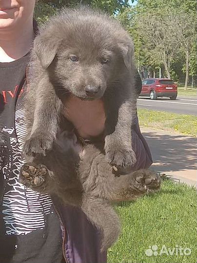 Сибирская Лесная Овчарка