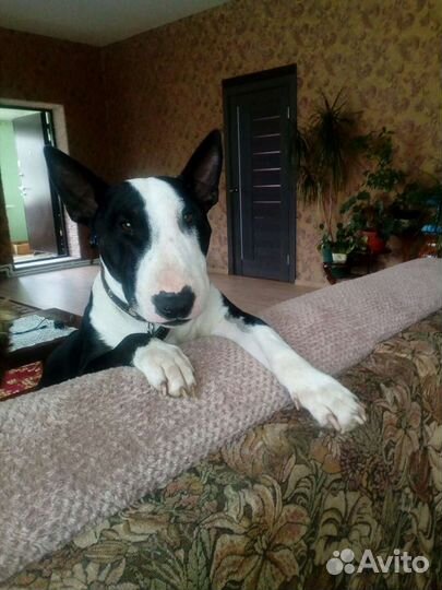 Бультерьер ищет девочку