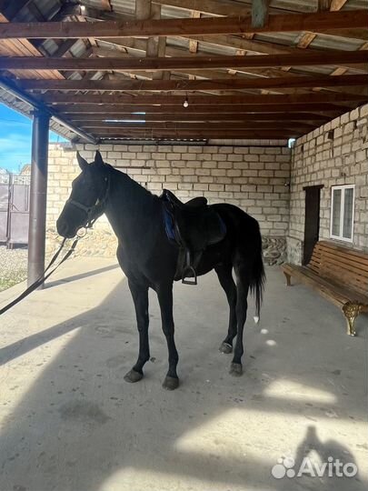 Лошадь 4года