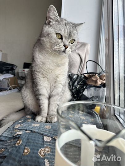 Котик взрослый в добрые руки