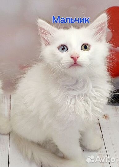 Котята мейн-кун белые