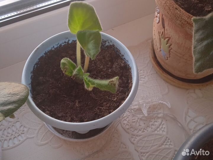 Фиалки детки