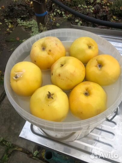 Соленья домашние квашенные