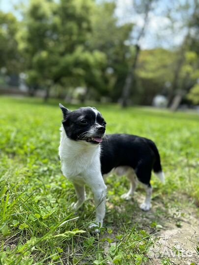 Вязка кобель чихуахуа