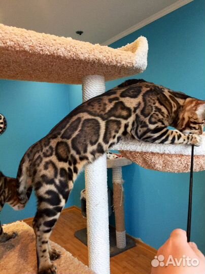 Брутальный бенгальский кот Король Майкл Джексон