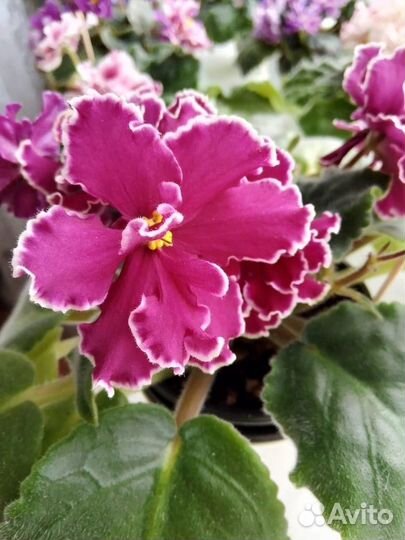 Фиалка листочки