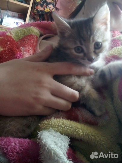 Отдам котят в добрые руки