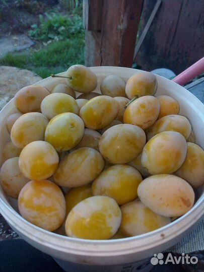 Саженцы крупноплодных жёлтых слив