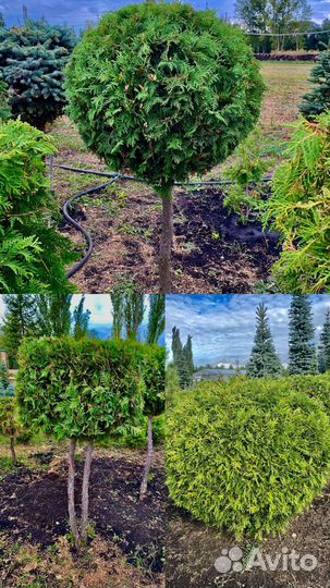 Хвойные растения(Питомник) Ландшафтный дизайн