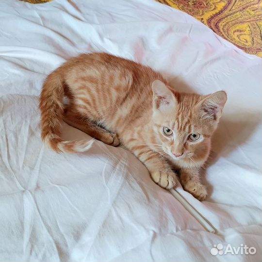Рыжий котенок в добрые руки