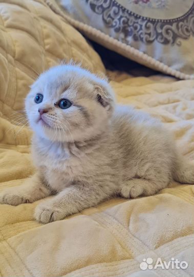 Шотландская