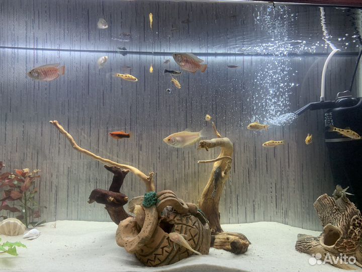 Аквариум 72 л со всем