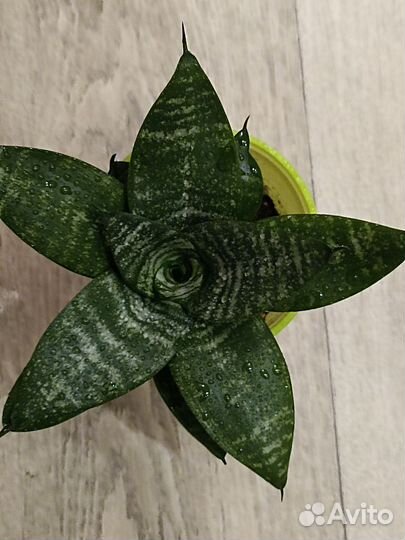 Сансевиерия