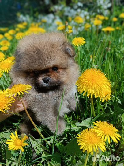 Померанский шпиц мини