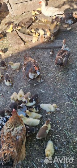 Мускусные утки индоутки индоутята