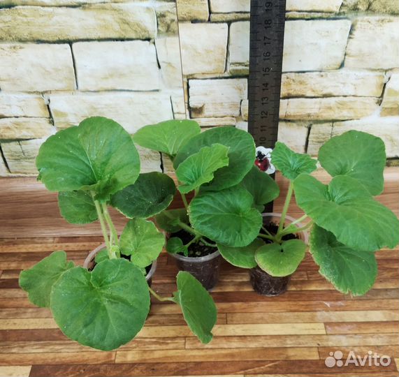 Примула домашняя