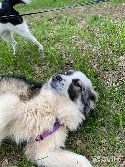 Собака из приюта