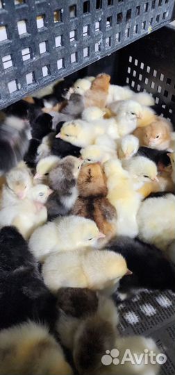 Цыплята
