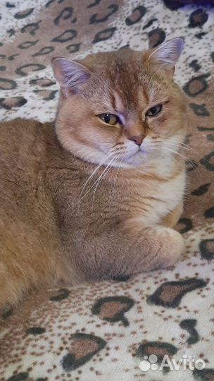 Шотландский, золотой кот 2 г. вязка ворошиловский