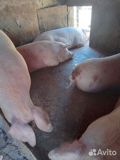 Домашнее мясо свинины