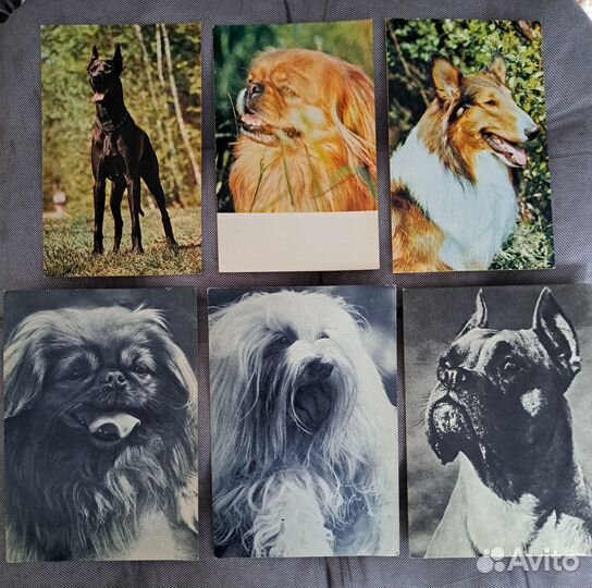 Открытки СССР, Собаки