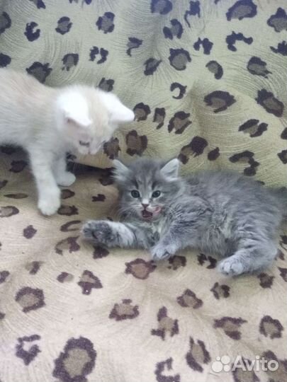 Серенькая кошечка