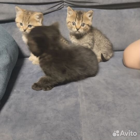 Кошка в дар