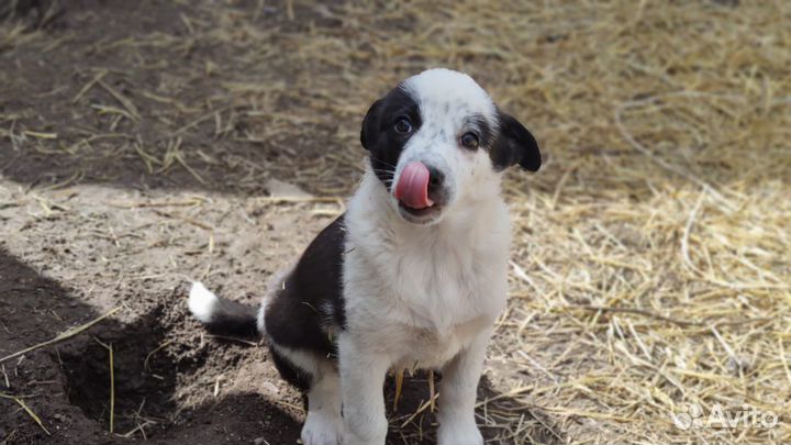 Щеночек девочка