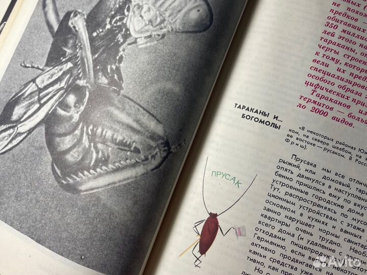 Книга «Мир животных» Акимушкин про насекомых