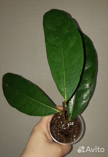 Фикус Горбатый