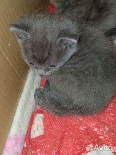 Отдам котëнка