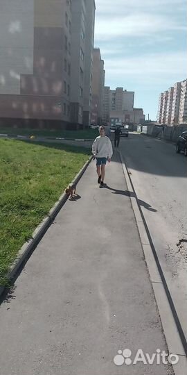 Выгул собак