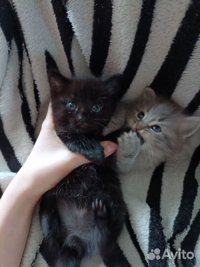 Котята