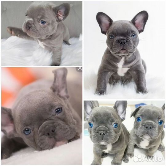 Французский бульдог Голубой Изабелла