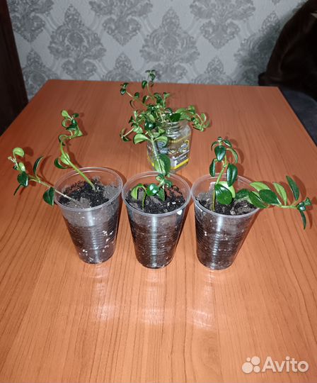 Комнатное растение Гипоцирта