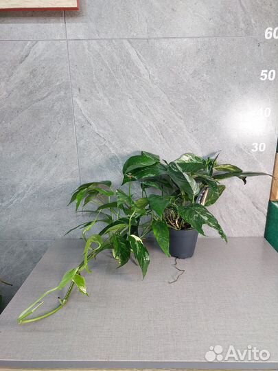 Эпипремнум марбл King