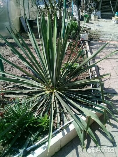 Саженцы юка