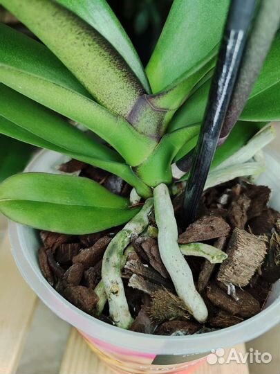 Орхидея фаленопсис Magic Art